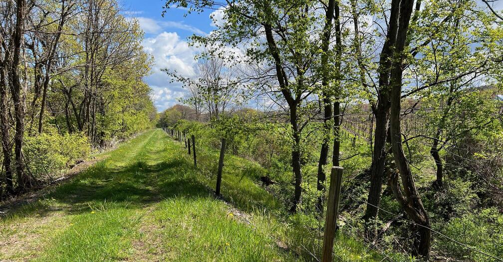 trail near vineyard