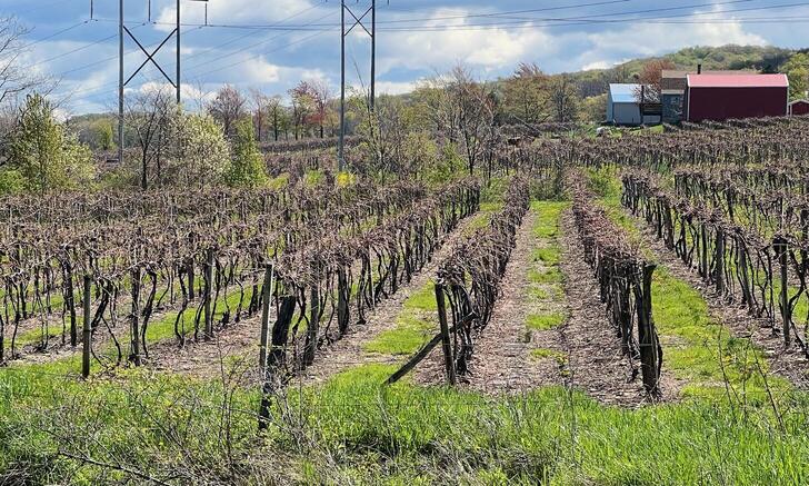 Vineyard near Woleben Road