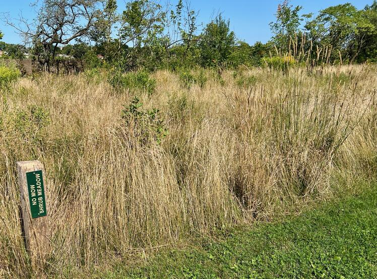 no mow shrub meadow