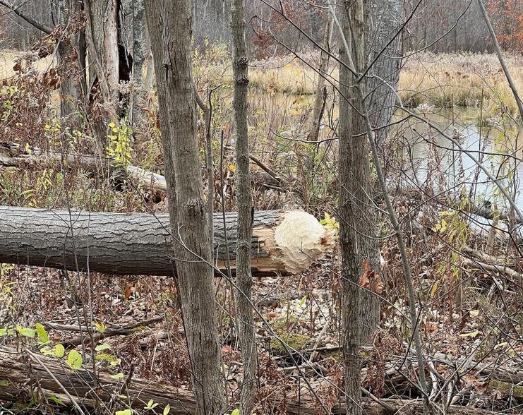 beavers were here