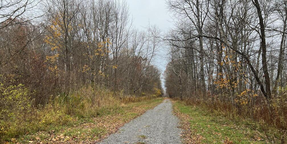 trail in the woods