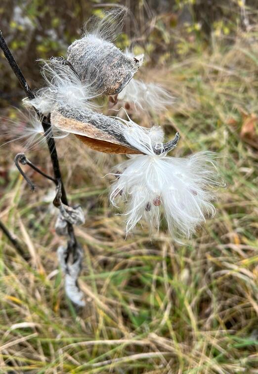 milkweed