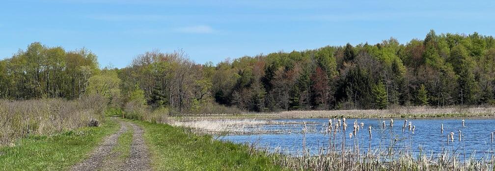 Wetlands